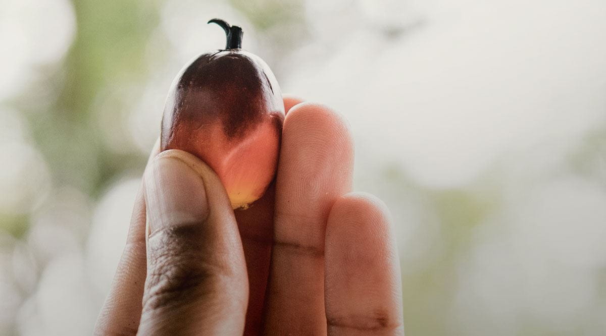 Dedos de uma pessoa a segurar um fruto de palmeira